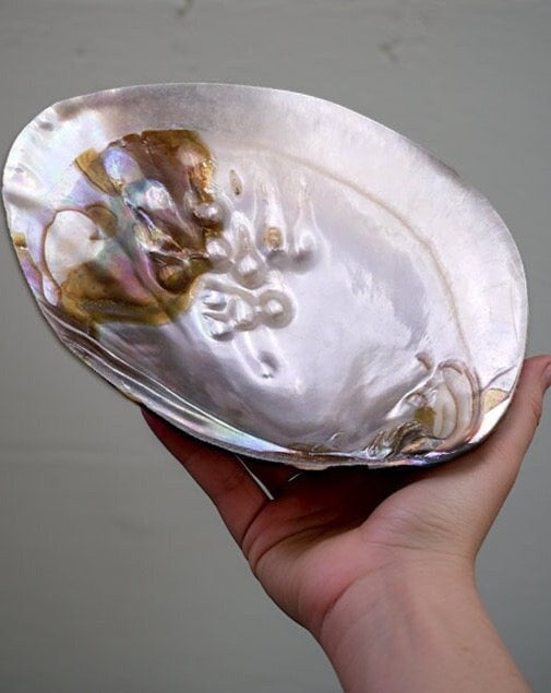 shell jewelry dish display trinket holder